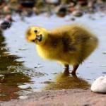 WTF Duckling