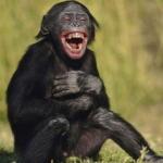 Laughing monkey
