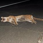 Road kill Cougar