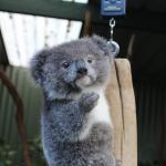 Baby Koala italian gesture