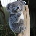 Baby Koala italian gesture meme