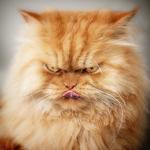 Angry cat  meme