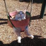 cat on a swing meme