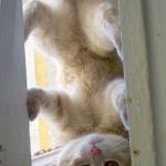 upside down cat