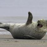 laughing seal