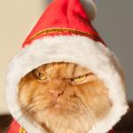 AngryCatXmas