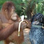 Dog and Orangutan Friends