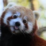 red panda meme