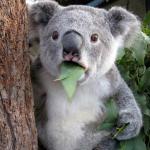 WTF Koala meme