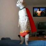 standing cape cat