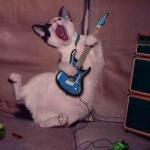 Guitar Cat meme