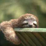 Snooze Button Sloth meme