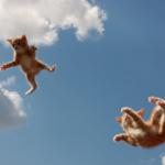 Flying kitties