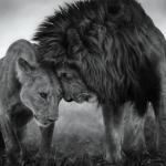 lion_lioness