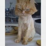 gingercat
