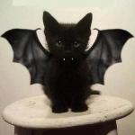 bat cat