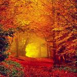 Autumn walk