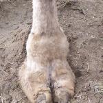 camel toe meme