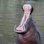 Hippo Mouth Open