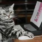 Cat Using Computer meme