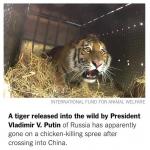 Putin Scared Tiger