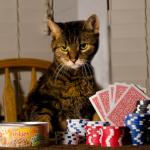 Poker Cat meme
