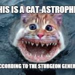 Catfish Meme Generator - Imgflip
