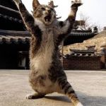 kung fu kitten | I KILL YOU... WITH CUTE-JITSU | image tagged in kung fu kitten | made w/ Imgflip meme maker