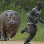 hippo chase