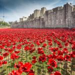 Poppies