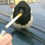 piebald crow smoking a cigarette