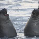 Two Awkward Seals meme