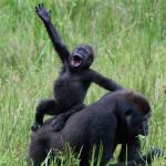 Gorilla waving
