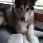 reading dog