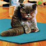 yoga cat meme