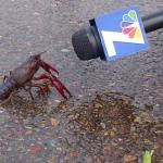 crayfish meme