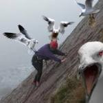 seagull attack meme
