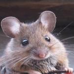 Cute but evil mouse