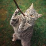 catstick