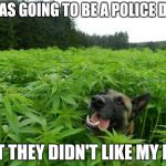 Dog in Wonderland | I WAS GOING TO BE A POLICE DOG, BUT THEY DIDN'T LIKE MY PEE. | image tagged in dog in wonderland | made w/ Imgflip meme maker