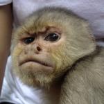 Grumpy Monkey