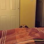 Creeper Dog