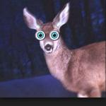 deer in headlights meme
