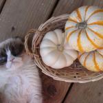 grumpy cat pumpkins meme