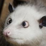 Heidi Opossum
