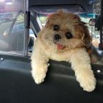 Taxi dog