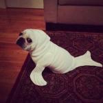 Halloween Dog Seal meme
