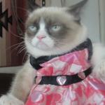 grumpy cat in a dress