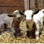 happy goats