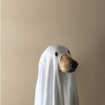 Ghost Doge meme